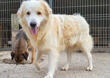 RIKU, Hund, Golden Retriever-Mix in Kroatien - Bild 2