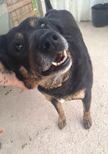 ZARRAH, Hund, Mischlingshund in Portugal - Bild 1