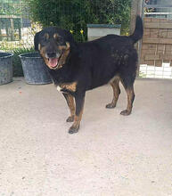 ZARRAH, Hund, Mischlingshund in Portugal - Bild 2