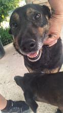 ZARRAH, Hund, Mischlingshund in Portugal - Bild 3
