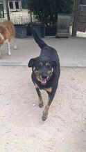 ZARRAH, Hund, Mischlingshund in Portugal - Bild 4