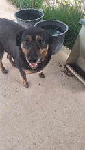 ZARRAH, Hund, Mischlingshund in Portugal - Bild 5