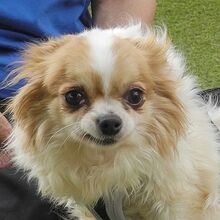 NUBE, Hund, Langhaar Chihuahua in Spanien - Bild 1