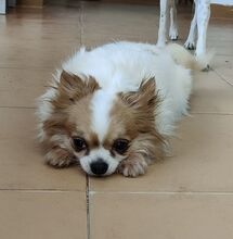 NUBE, Hund, Langhaar Chihuahua in Spanien - Bild 2