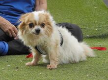 NUBE, Hund, Langhaar Chihuahua in Spanien - Bild 3