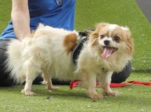 NUBE, Hund, Langhaar Chihuahua in Spanien - Bild 4