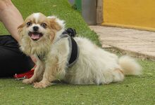 NUBE, Hund, Langhaar Chihuahua in Spanien - Bild 5