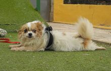 NUBE, Hund, Langhaar Chihuahua in Spanien - Bild 6