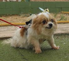 NUBE, Hund, Langhaar Chihuahua in Spanien - Bild 7