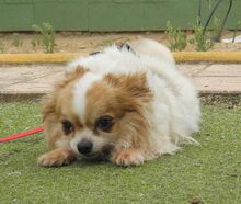 NUBE, Hund, Langhaar Chihuahua in Spanien - Bild 8