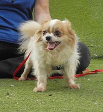 NUBE, Hund, Langhaar Chihuahua in Spanien - Bild 9