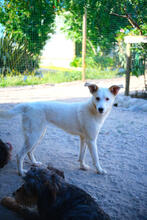 QUINN, Hund, Mischlingshund in Portugal - Bild 2