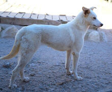 QUINN, Hund, Mischlingshund in Portugal - Bild 3