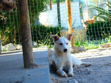 QUINN, Hund, Mischlingshund in Portugal - Bild 4