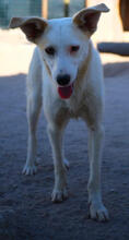 QUINN, Hund, Mischlingshund in Portugal - Bild 5