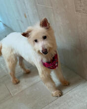EILISH, Hund, Mischlingshund in Portugal - Bild 1