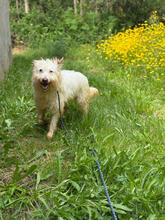 EILISH, Hund, Mischlingshund in Portugal - Bild 2