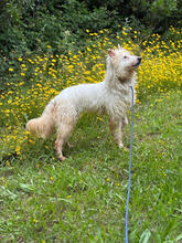 EILISH, Hund, Mischlingshund in Portugal - Bild 3