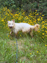 EILISH, Hund, Mischlingshund in Portugal - Bild 5