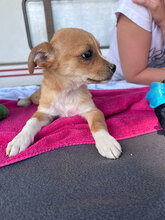 JASMIN, Hund, Mischlingshund in Rumänien - Bild 1