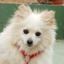 MILI, Hund, Kleinspitz in Spanien - Bild 1
