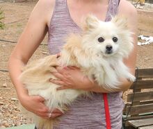 MILI, Hund, Kleinspitz in Spanien - Bild 2