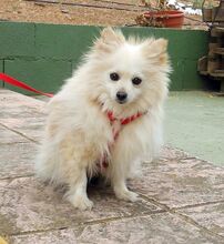 MILI, Hund, Kleinspitz in Spanien - Bild 3