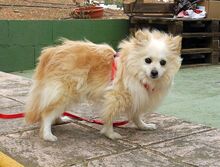 MILI, Hund, Kleinspitz in Spanien - Bild 4