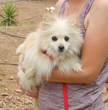 MILI, Hund, Kleinspitz in Spanien - Bild 5