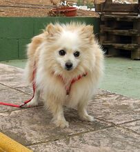 MILI, Hund, Kleinspitz in Spanien - Bild 6