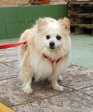 MILI, Hund, Kleinspitz in Spanien - Bild 7
