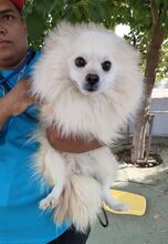 MILI, Hund, Kleinspitz in Spanien - Bild 8