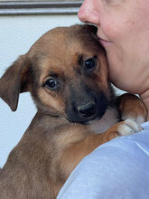 ARIEL, Hund, Mischlingshund in Rumänien - Bild 1