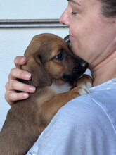 ARIEL, Hund, Mischlingshund in Rumänien - Bild 2