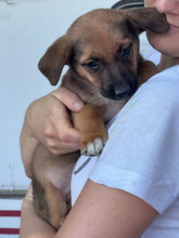 ARIEL, Hund, Mischlingshund in Rumänien - Bild 3