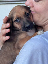 ARIEL, Hund, Mischlingshund in Rumänien - Bild 4
