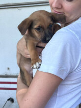 ARIEL, Hund, Mischlingshund in Rumänien - Bild 5