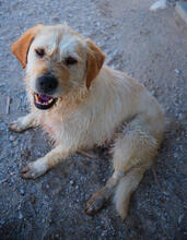 MAXIMO, Hund, Mischlingshund in Portugal - Bild 1