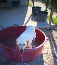 MAXIMO, Hund, Mischlingshund in Portugal - Bild 3