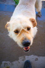 MAXIMO, Hund, Mischlingshund in Portugal - Bild 4