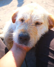 MAXIMO, Hund, Mischlingshund in Portugal - Bild 5