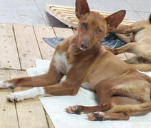 MARTINICA, Hund, Podengo Portugues Pequeno Mix in Portugal - Bild 1