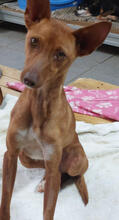 MARTINICA, Hund, Podengo Portugues Pequeno Mix in Portugal - Bild 2