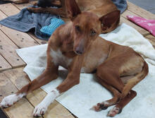 MARTINICA, Hund, Podengo Portugues Pequeno Mix in Portugal - Bild 3