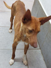 MARTINICA, Hund, Podengo Portugues Pequeno Mix in Portugal - Bild 5