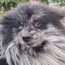 NOAH, Hund, Mittelspitz in Spanien - Bild 1