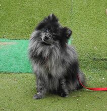 NOAH, Hund, Mittelspitz in Spanien - Bild 3