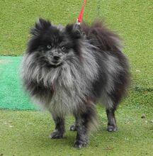NOAH, Hund, Mittelspitz in Spanien - Bild 5