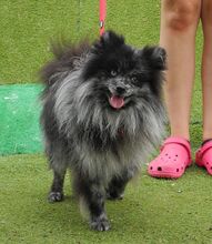 NOAH, Hund, Mittelspitz in Spanien - Bild 7