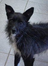 EFFIE, Hund, Mischlingshund in Portugal - Bild 1